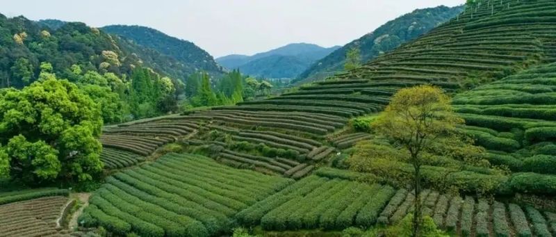 正宗碧螺春产地是哪里