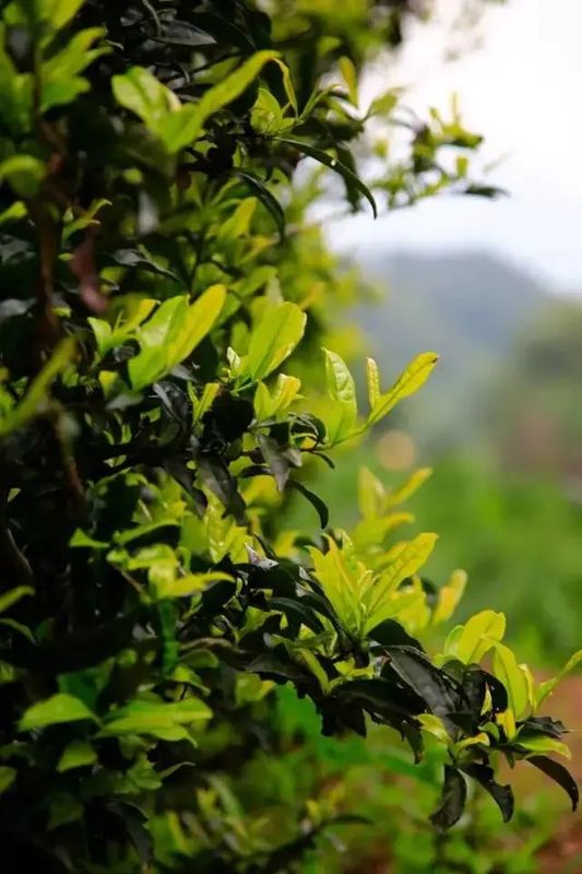 这些茶叶名字，居然能凑成一桌动物园！