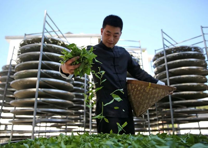 工艺装备：电焙与炭焙干燥对福鼎白茶品质的影响