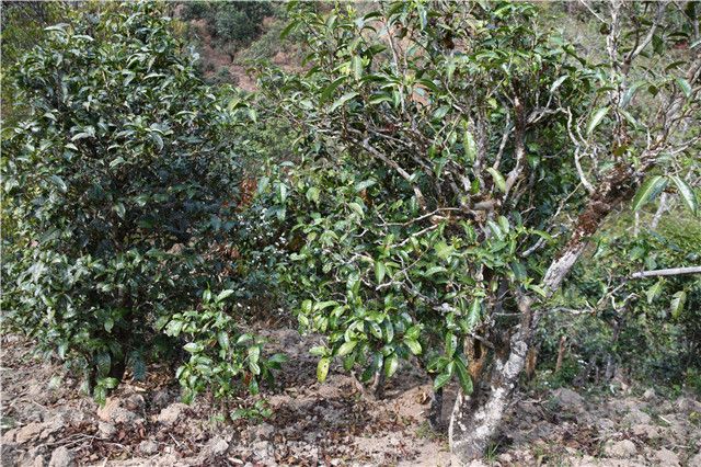 昔归茶属于哪个茶区