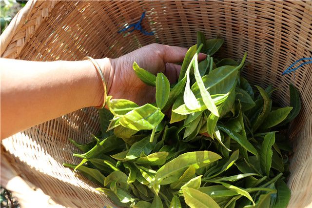 昔归茶属于哪个茶区