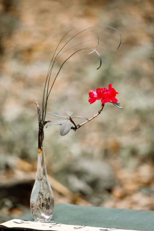 芒种茶席：竹林品茶，领略传统文化之美