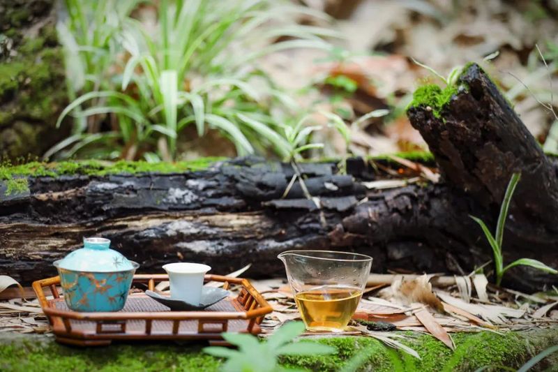 芒种茶席：竹林品茶，领略传统文化之美