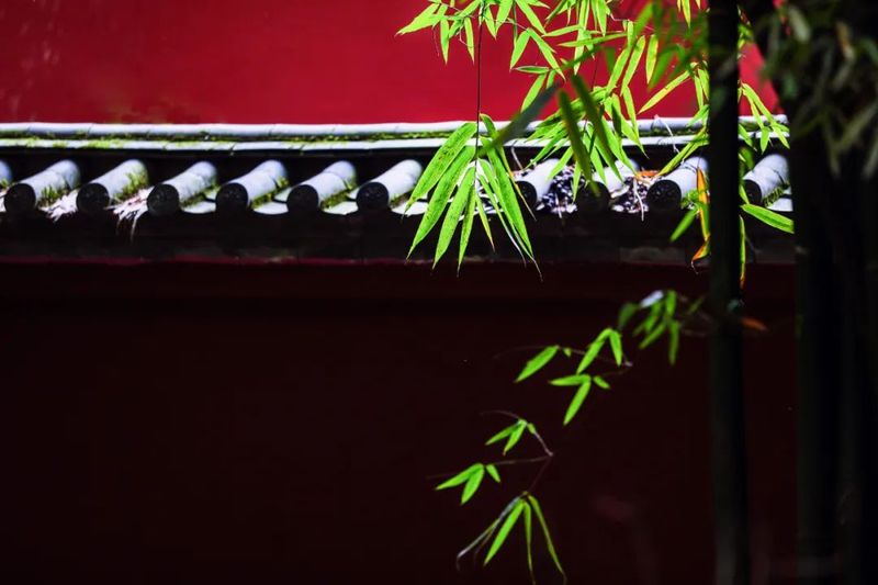 芒种茶席：竹林品茶，领略传统文化之美
