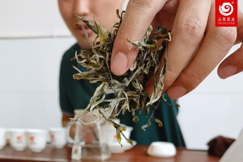 春茶陆续上新，这些品鉴术语你一定要知道