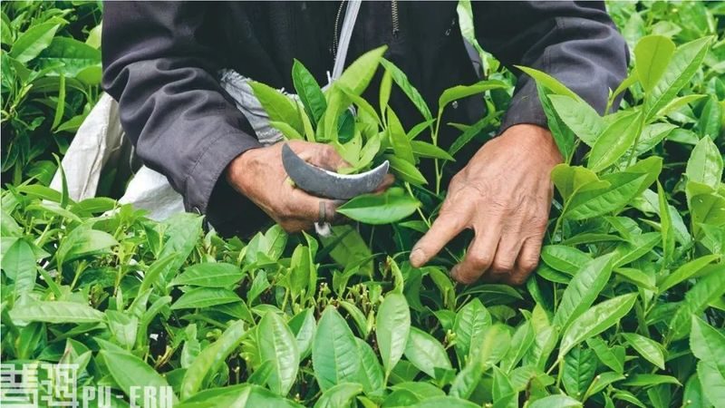 茶滋味，茶知道
