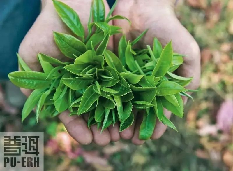 茶滋味，茶知道