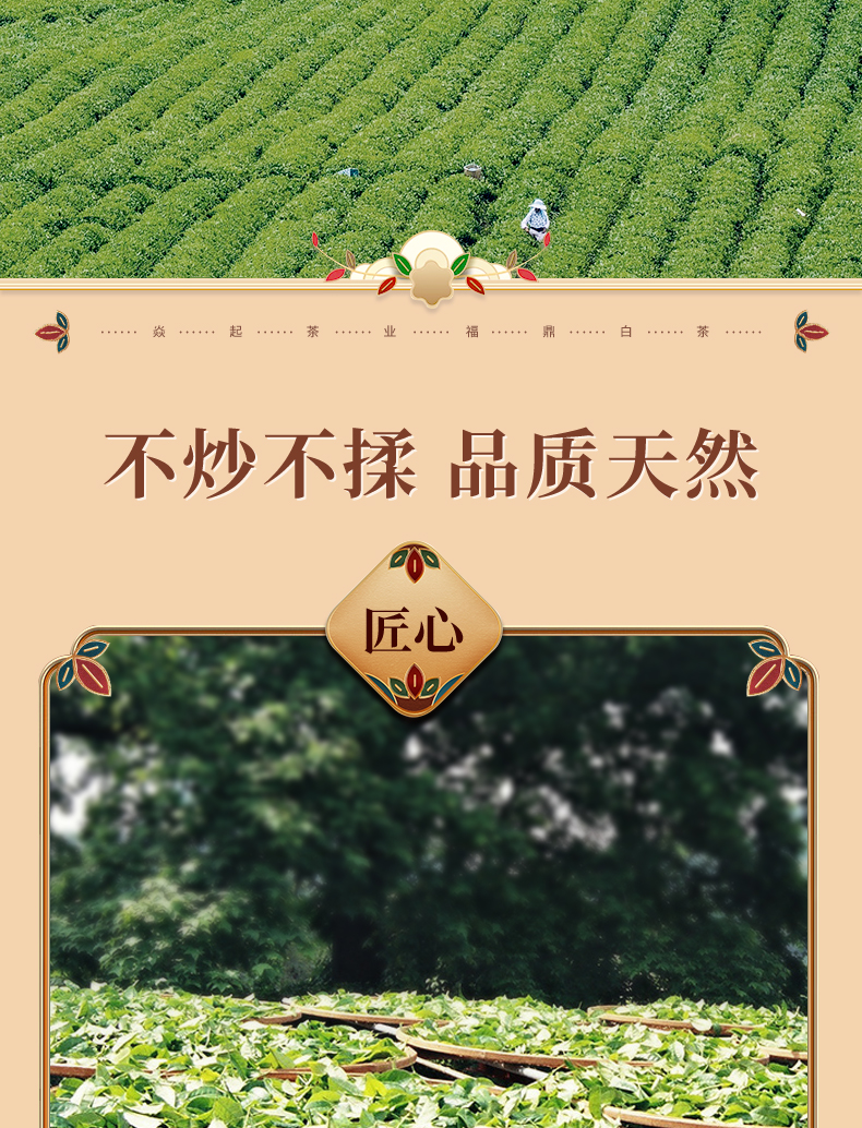 壶+茶_08.jpg