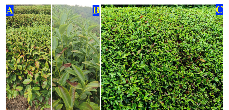 极端高温干旱灾害后茶树恢复措施