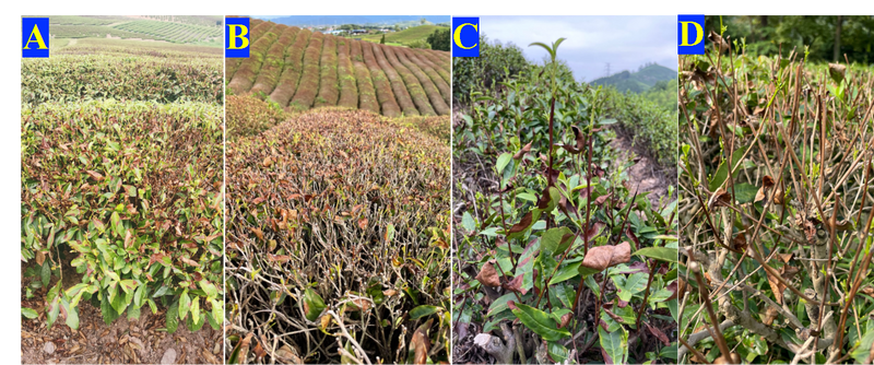 极端高温干旱灾害后茶树恢复措施