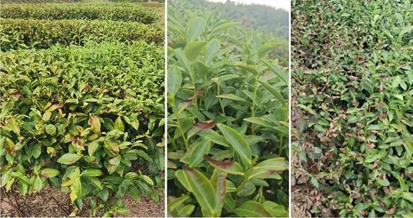 极端高温干旱灾害下茶园应对技术措施（一）