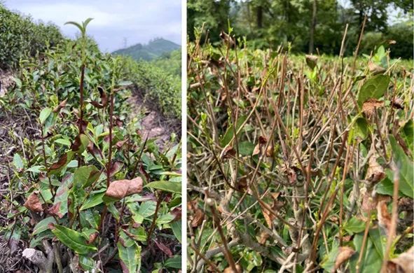 极端高温干旱灾害下茶园应对技术措施（一）