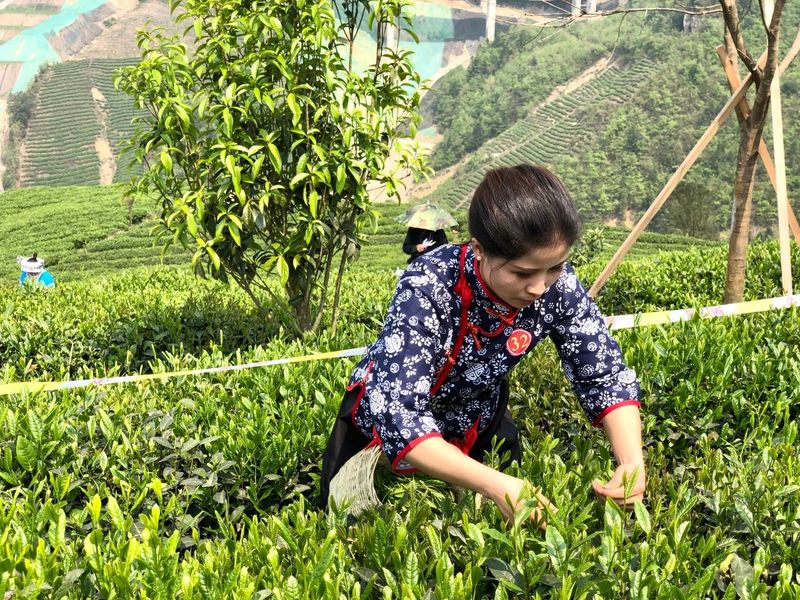 寒冬将至！做好这四件事，呵护贵州茶树舒适“越冬”