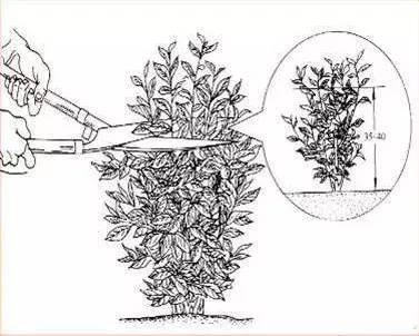 寒冬将至！做好这四件事，呵护贵州茶树舒适“越冬”