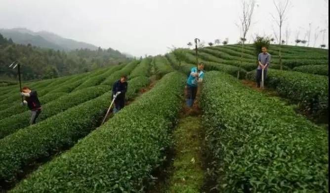 寒冬将至！做好这四件事，呵护贵州茶树舒适“越冬”
