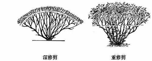 寒冬将至！做好这四件事，呵护贵州茶树舒适“越冬”