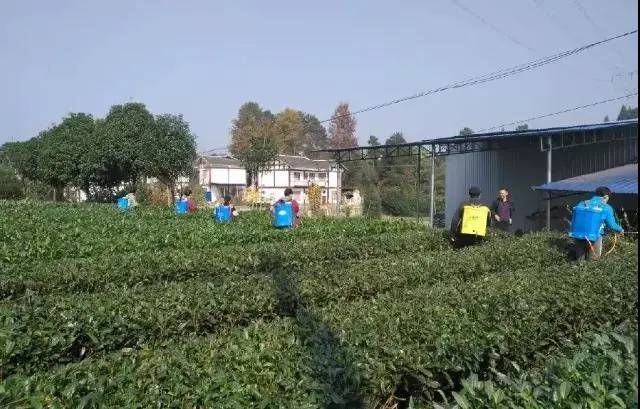 寒冬将至！做好这四件事，呵护贵州茶树舒适“越冬”