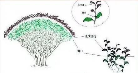 寒冬将至！做好这四件事，呵护贵州茶树舒适“越冬”