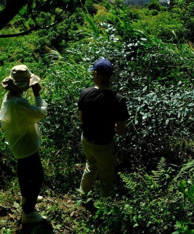 唐代知名贡茶“方山露芽”有可能来自莆田的这座大山？