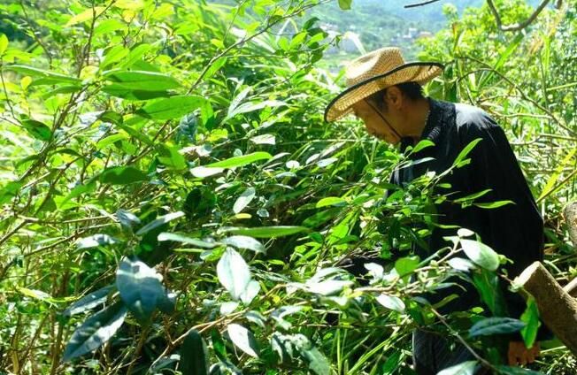 唐代知名贡茶“方山露芽”有可能来自莆田的这座大山？