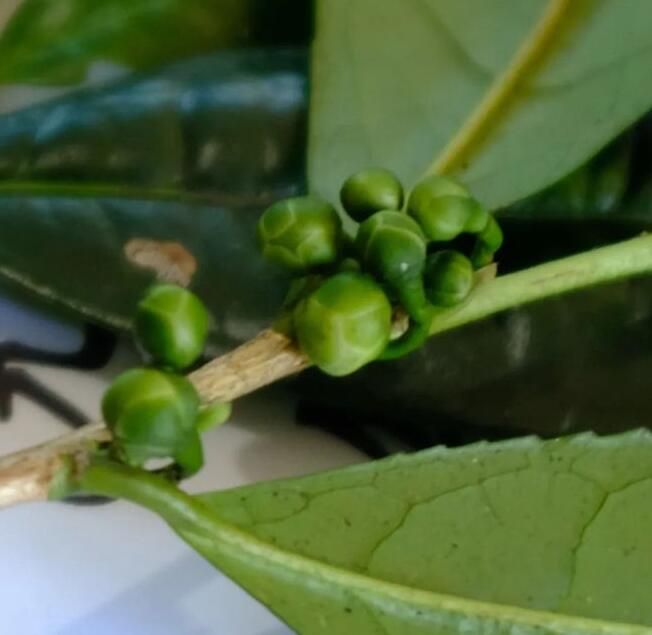 唐代知名贡茶“方山露芽”有可能来自莆田的这座大山？