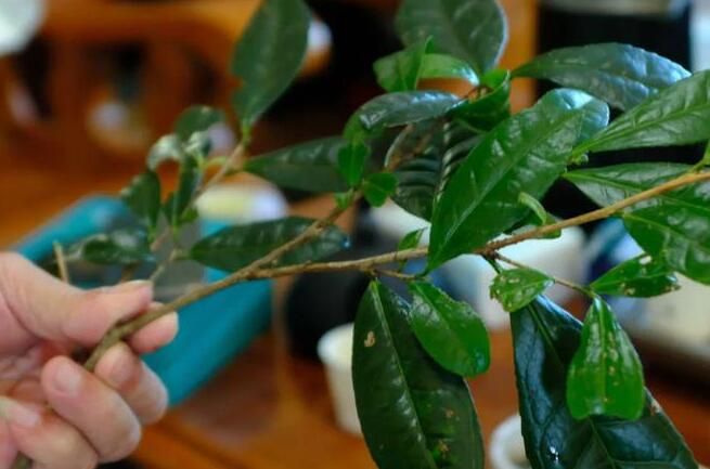 唐代知名贡茶“方山露芽”有可能来自莆田的这座大山？