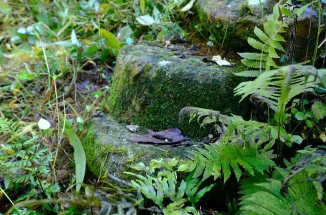 唐代知名贡茶“方山露芽”有可能来自莆田的这座大山？