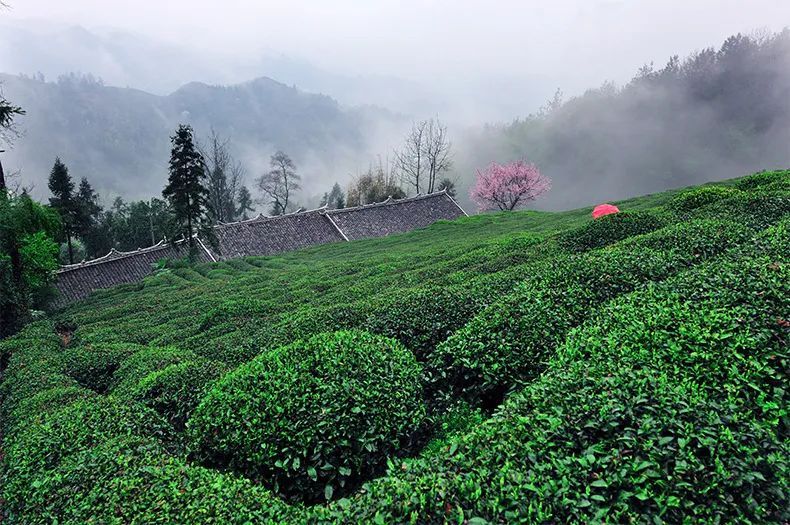 恩施玉露——惟一蒸的历史名茶