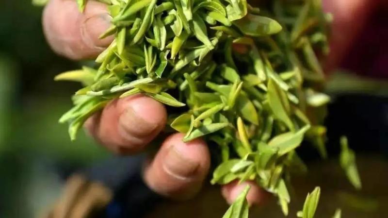 品牌如何抓住春茶机遇？首都的这场茶博会开了个好头