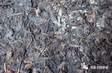 听说你刚买的普洱茶就发霉了？