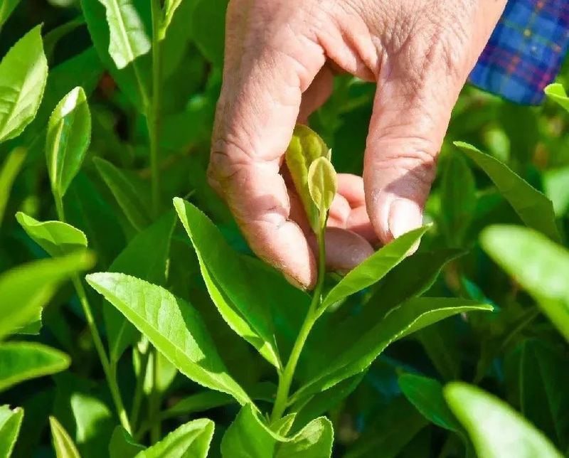 湖北新洲旧街白茶——珍罕茶种，形似凤羽