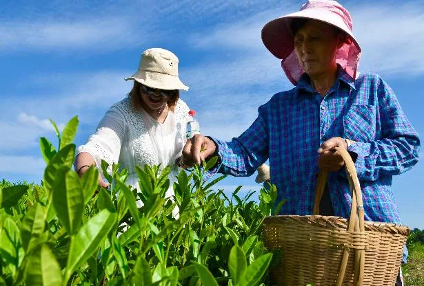 湖北新洲旧街白茶——珍罕茶种，形似凤羽