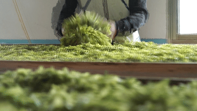 湖北新洲旧街白茶——珍罕茶种，形似凤羽