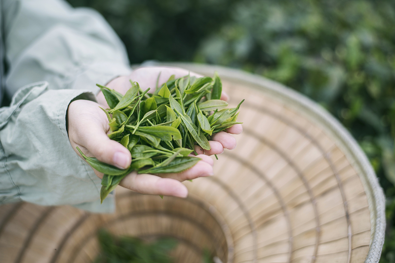 湖北赤壁松峰茶——茶马古道源头的明前芽茶