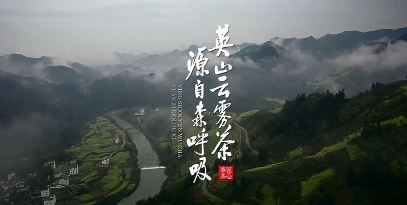 湖北英山云雾茶——海拔800米的千年醇香