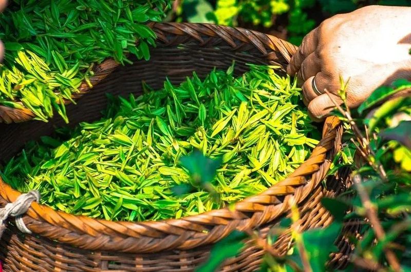 湖北英山云雾茶——海拔800米的千年醇香
