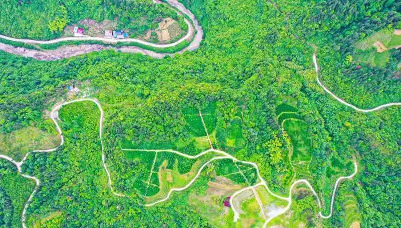 湖北利川红——源自世界硒都的中国待客茶