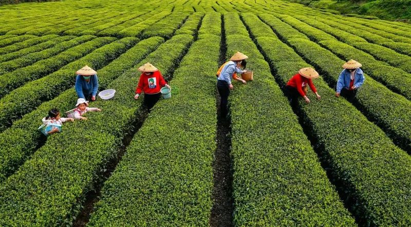 湖北利川红——源自世界硒都的中国待客茶