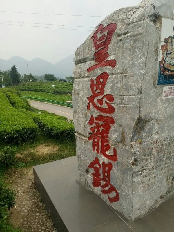 湖北伍家台贡茶——碧翠银毫，乾隆亲题“皇恩宠锡”