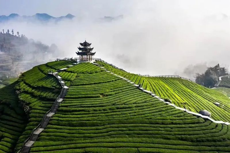 湖北伍家台贡茶——碧翠银毫，乾隆亲题“皇恩宠锡”