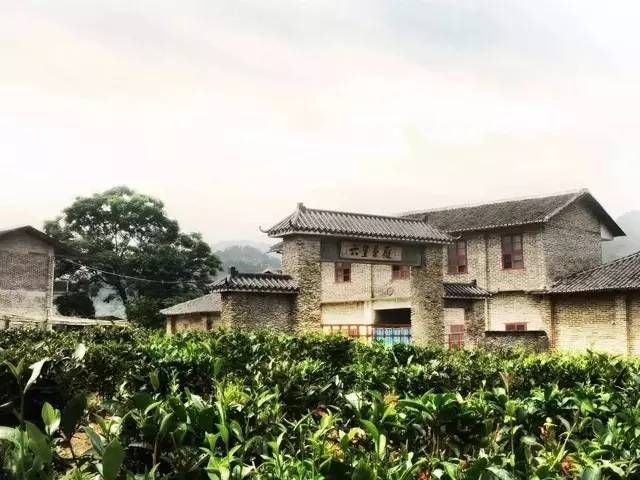 六堡茶：中国茶叶的活化石
