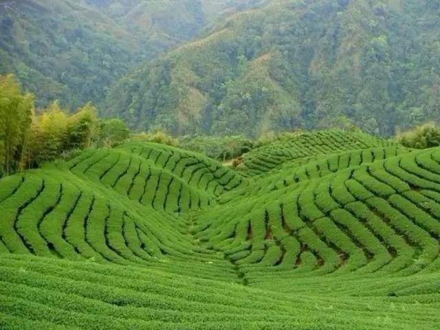 六堡茶：中国茶叶的活化石
