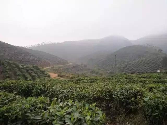六堡茶：中国茶叶的活化石