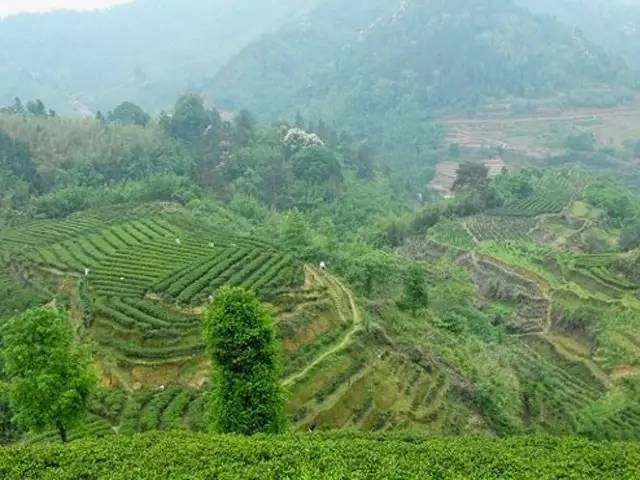 六堡茶：中国茶叶的活化石