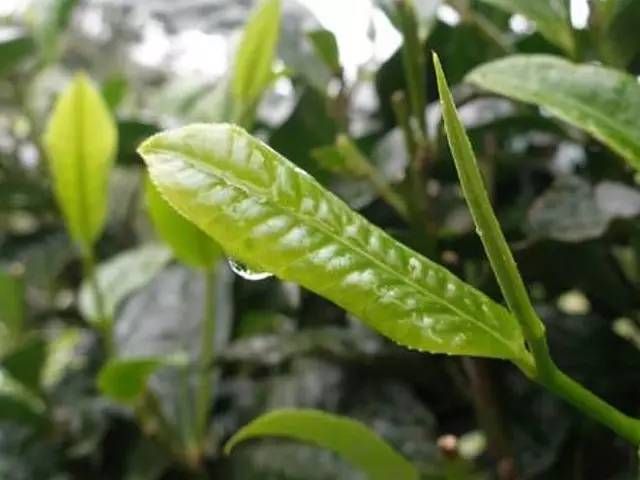 六堡茶：中国茶叶的活化石