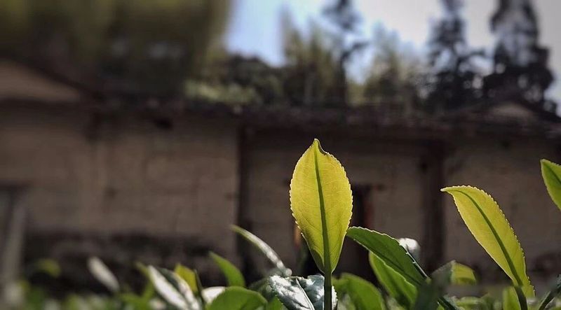 那山·那茶·那人