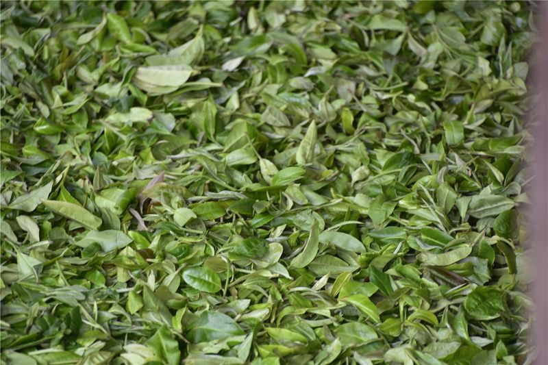 老徐谈茶：老徐带你了解名山名寨茶系列之景迈