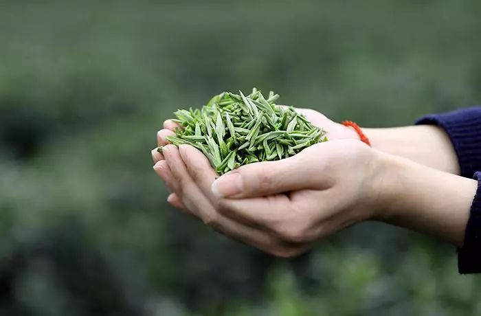 茶，坚持喝就是最好的养生！