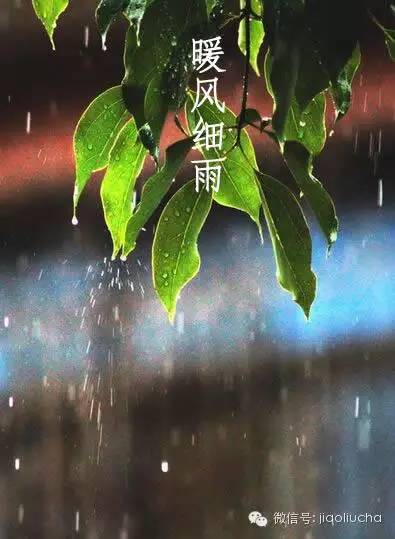 今日惊蛰，如何喝茶养生？
