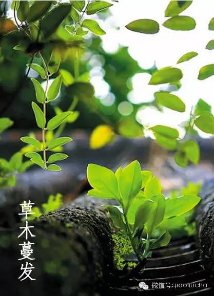 今日惊蛰，如何喝茶养生？